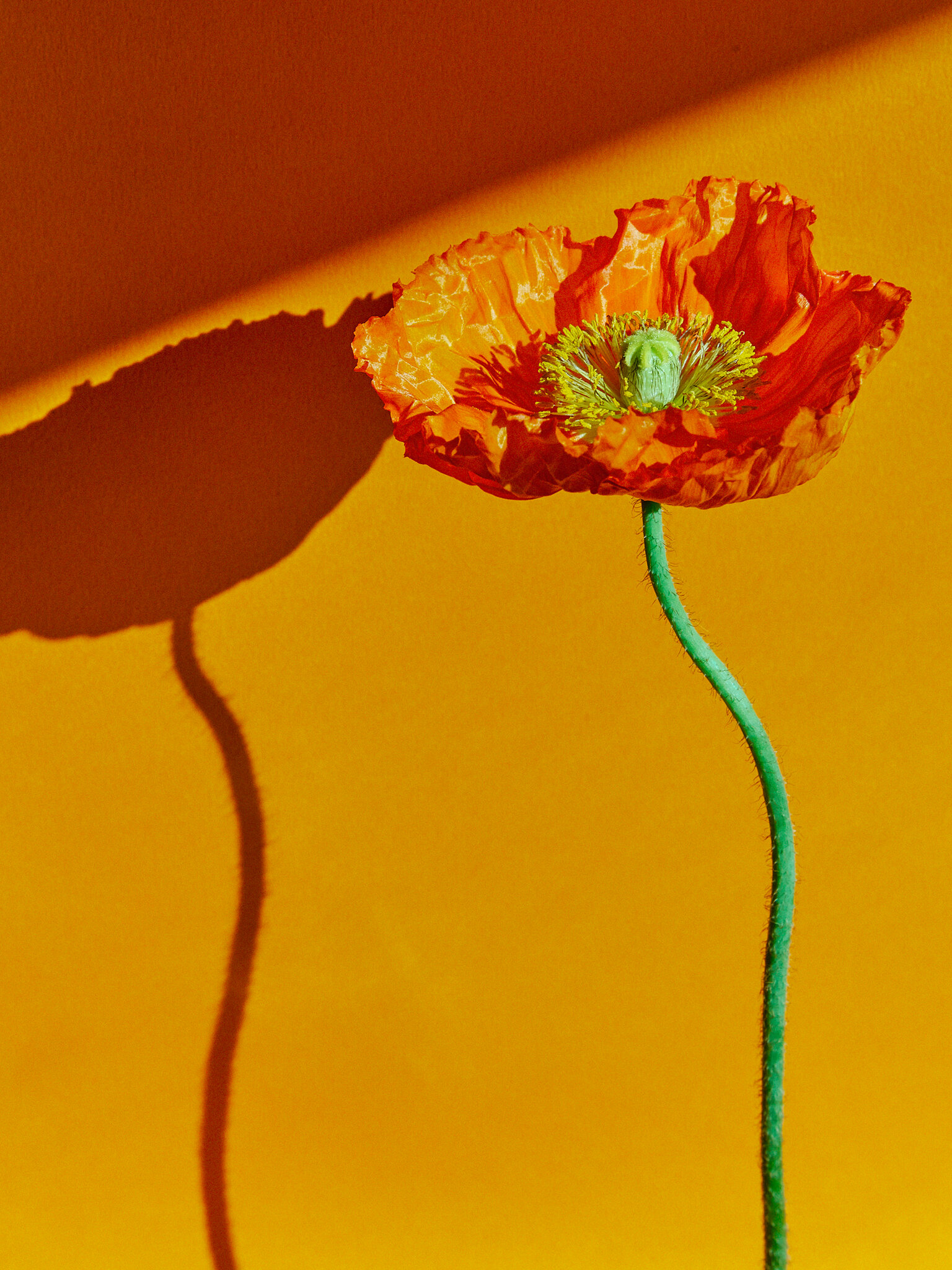 Talent and Partner, Sofia Sanchez & Mauro Mongiello: Beauty (Fig. 58)