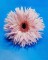 Talent and Partner, Aurore Piedigrossi: Gerbera (Thumbnail)