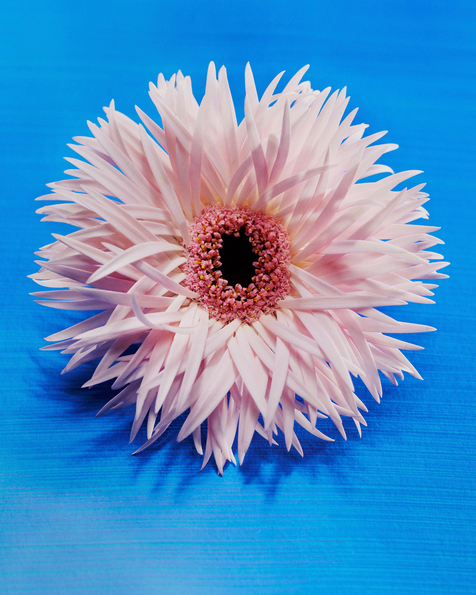 Talent and Partner, Aurore Piedigrossi: Gerbera (Thumbnail)