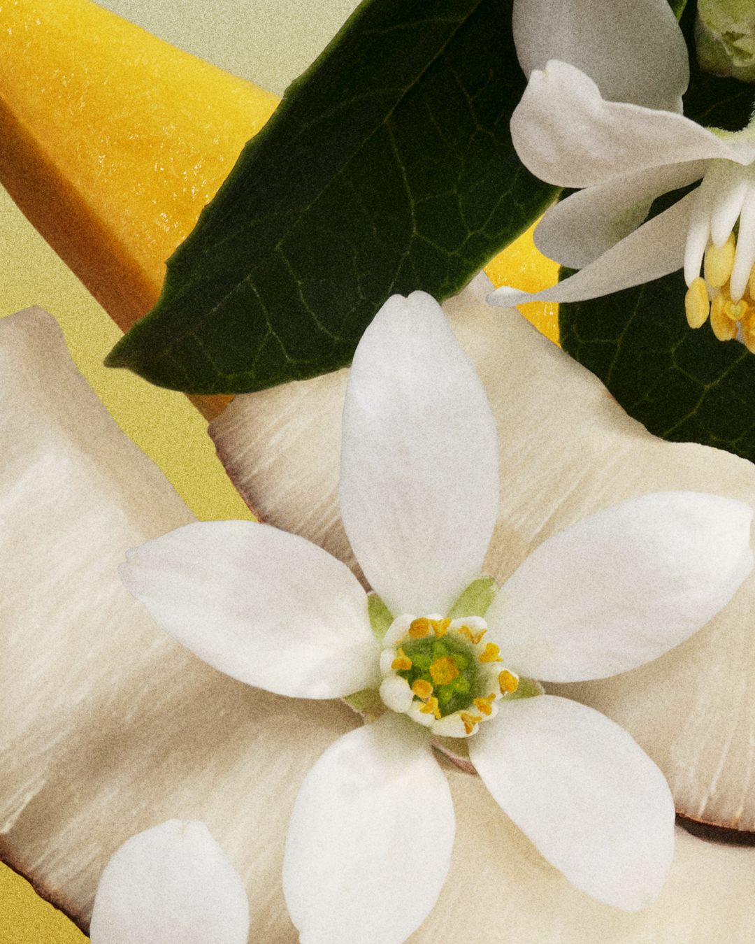 Talent and Partner, Aurore Piedigrossi: Miu Miu — Fleur de Lait (Fig. 1)