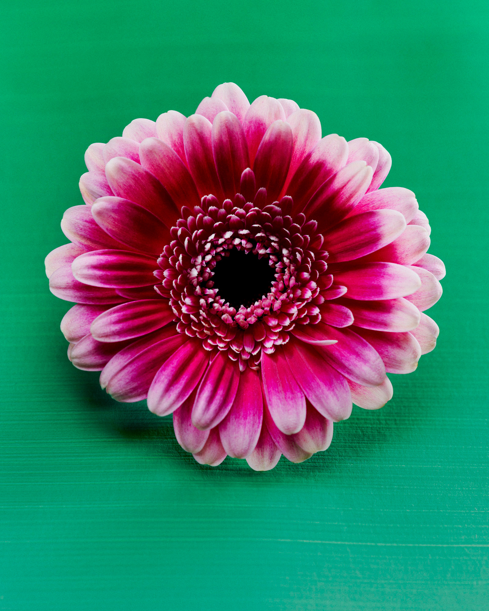 Talent and Partner, Aurore Piedigrossi: Gerbera (Fig. 1)