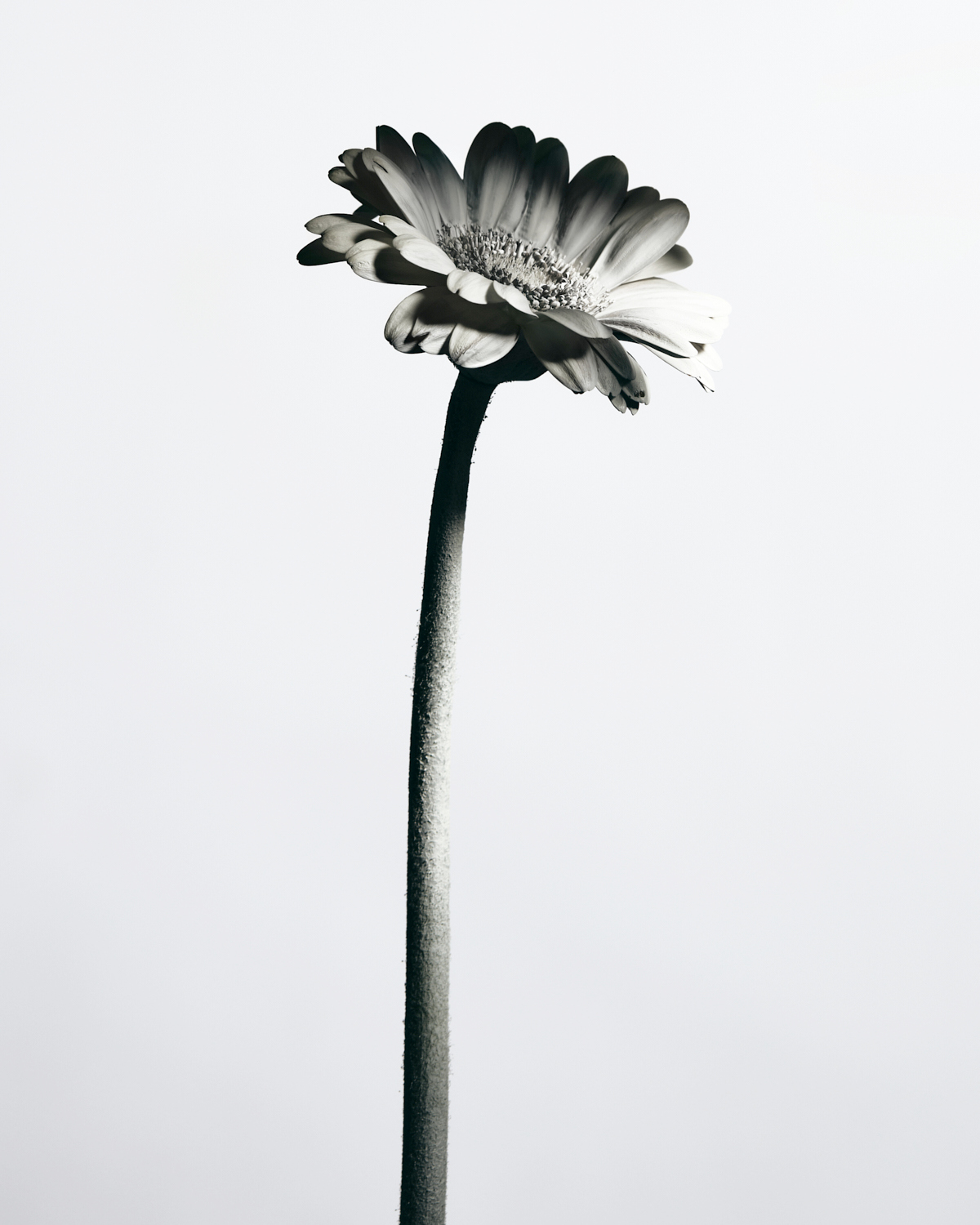 Talent and Partner, Nathan Robin: Bound Magazine — Monochrome (Fig. 6)