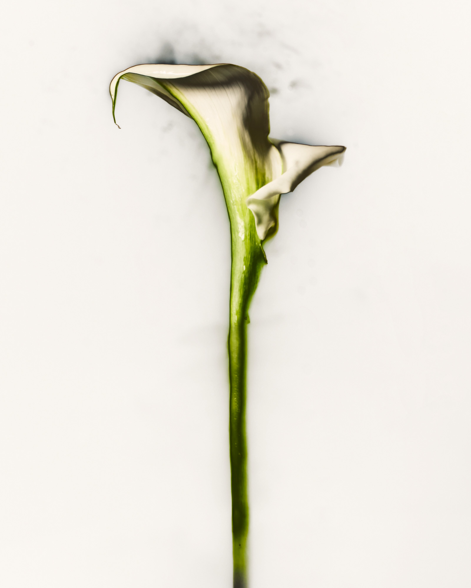 Talent and Partner, Nathan Robin: Jewelry & Watches (Fig. 34)