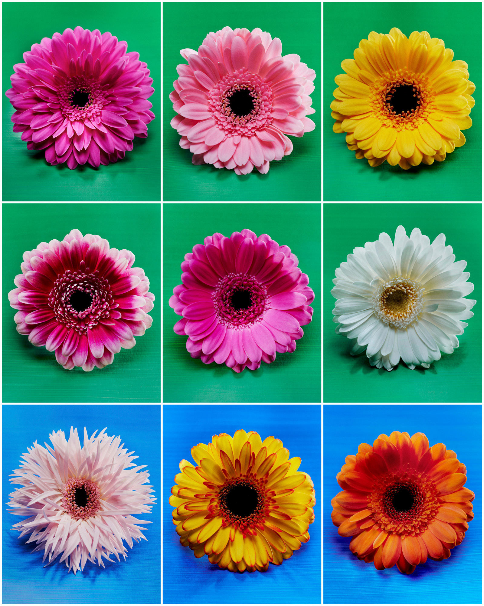 Talent and Partner, Aurore Piedigrossi: Gerbera (Fig. 4)