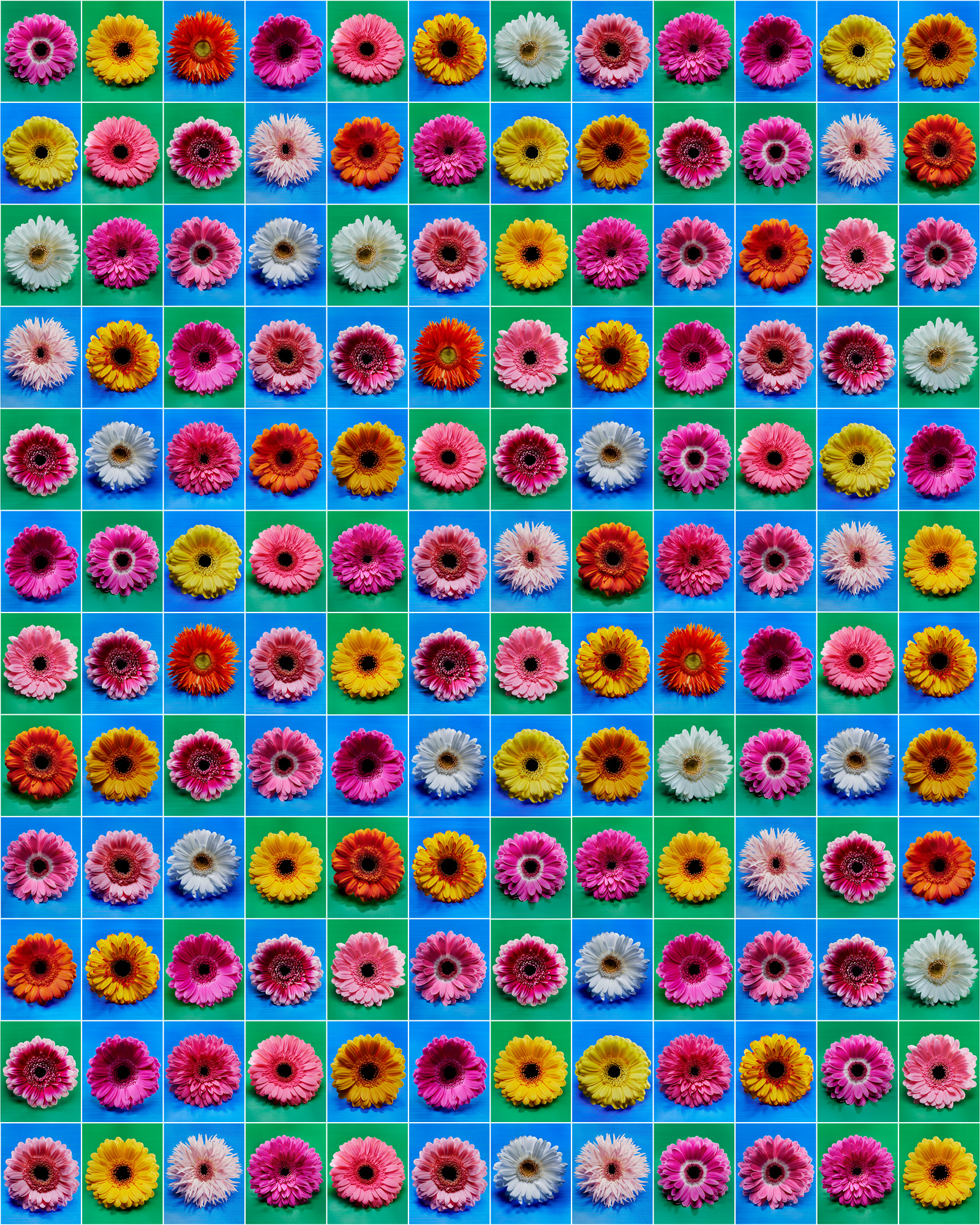 Talent and Partner, Aurore Piedigrossi: Gerbera (Fig. 5)