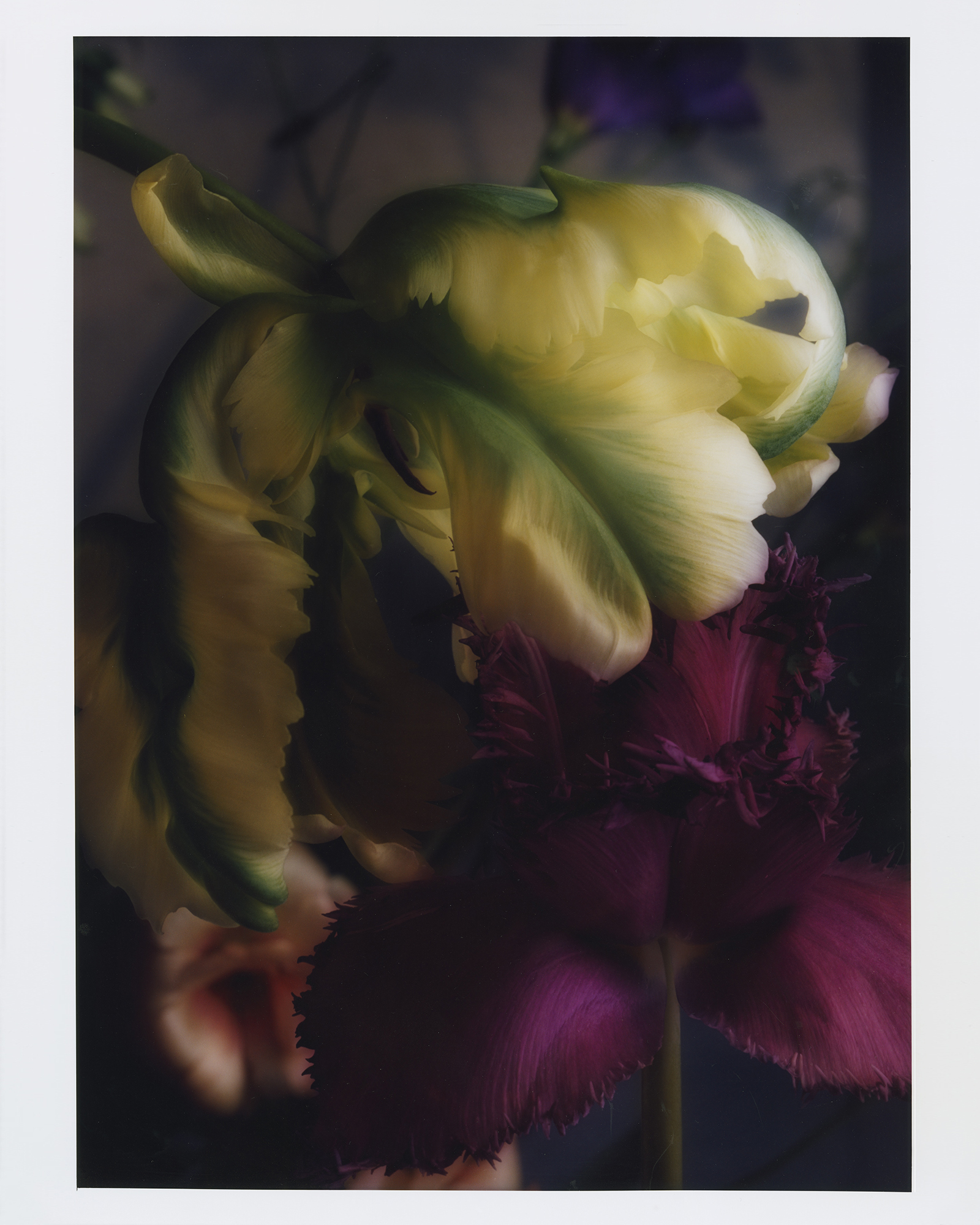 Talent and Partner, Leandro Farina: Loop Dining (Fig. 7)