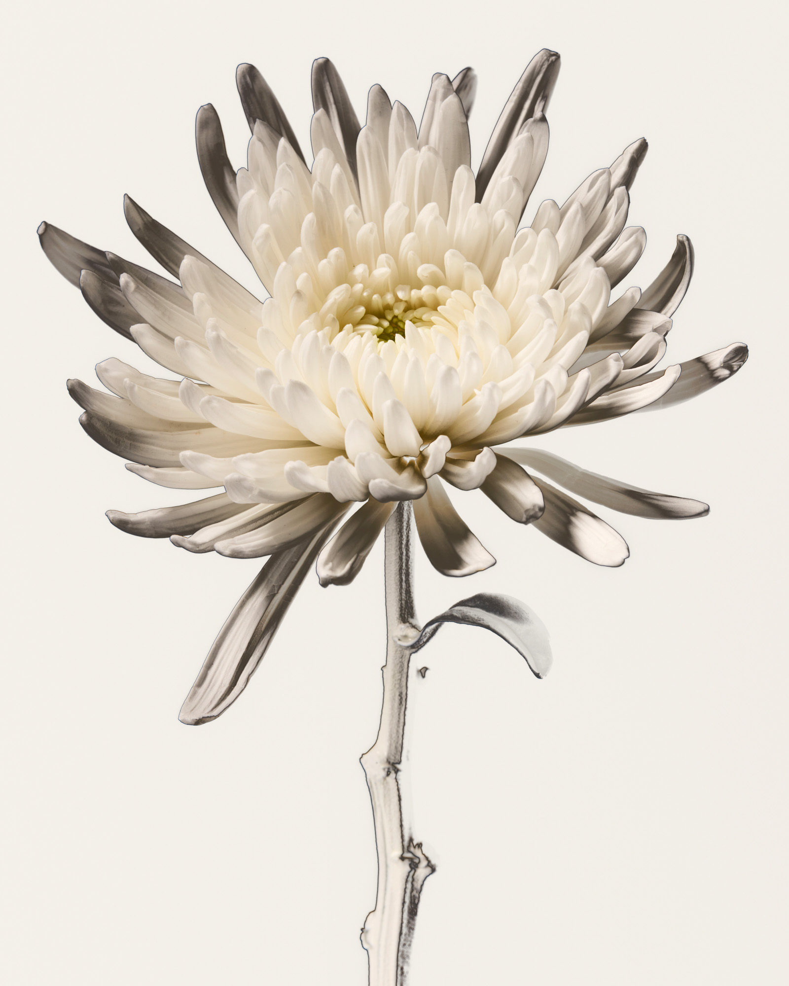 Talent and Partner, Nathan Robin: Jewelry & Watches (Fig. 36)