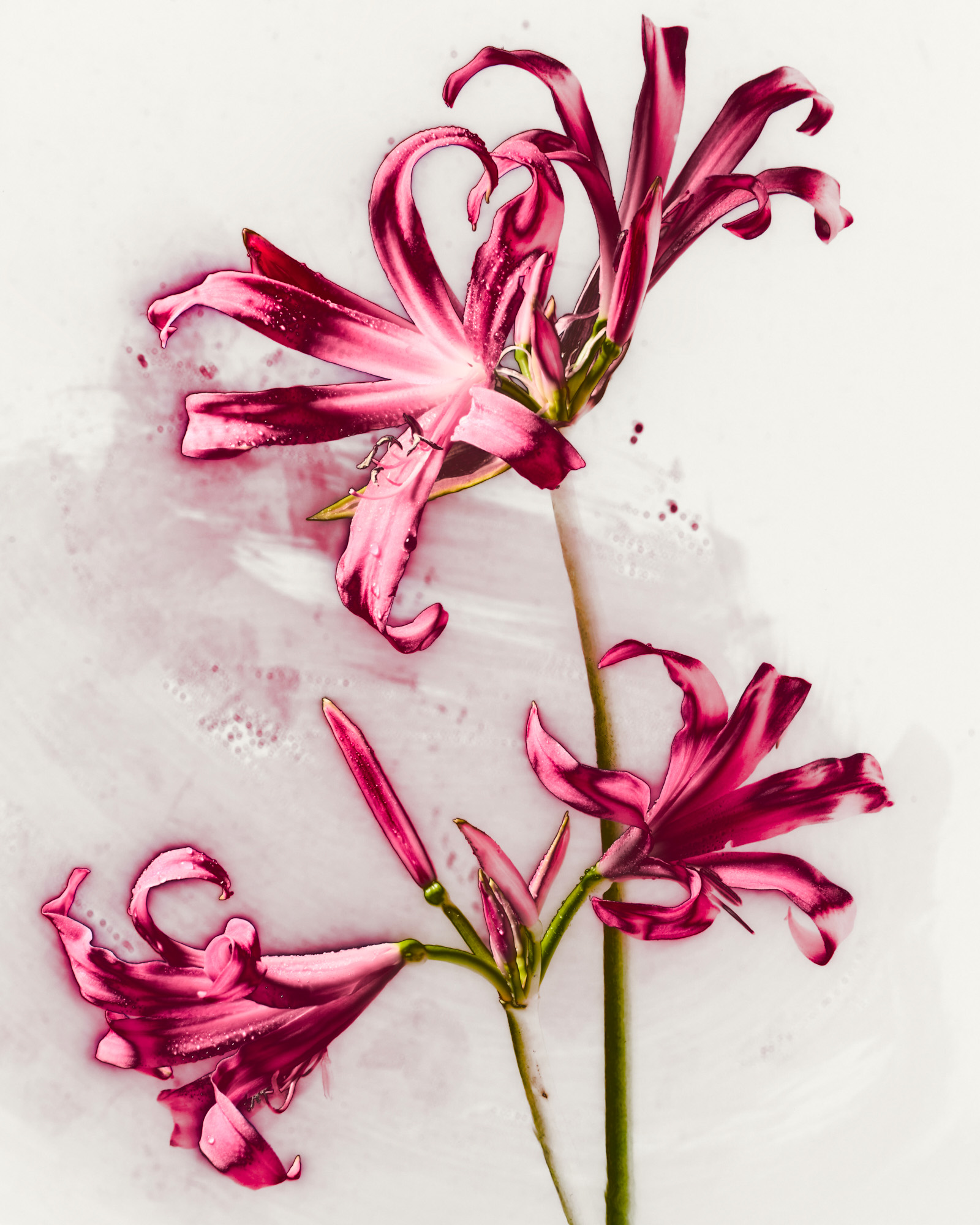 Talent and Partner, Nathan Robin: Jewelry & Watches (Fig. 33)